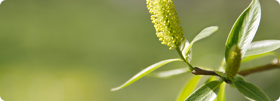 Heb je last van pollen?